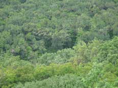 Вид с холма на лес с гнездом орланов.